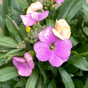 Erysimum 'Winter Charm' (Pot Size 2Ltr) Perennial Wallflower - image 1