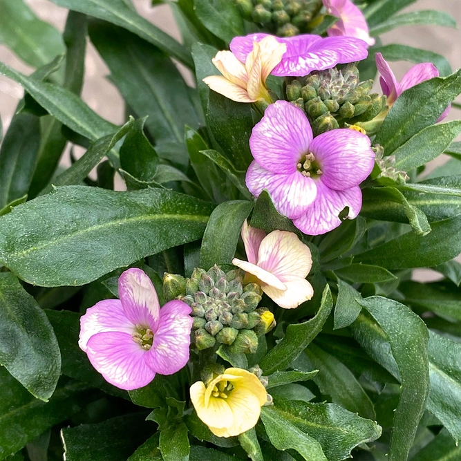 Erysimum 'Winter Charm' (Pot Size 2Ltr) Perennial Wallflower - image 2