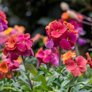 Erysimum 'Winter Orchid' (Pot Size 13cm) - Common Wallflower
