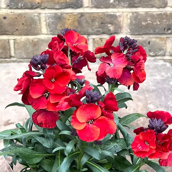 Erysimum 'Winter Passion' (Pot Size 1L) - Common Wallflower - image 1