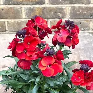 Erysimum 'Winter Passion' (Pot Size 1L) - Common Wallflower - image 1