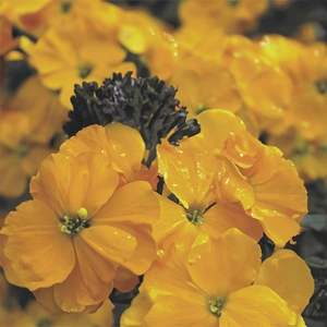 Erysimum 'Yellow Glow' (Pot Size 2L) Wallflower - image 2