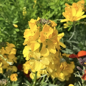 Erysimum 'Yellow Glow' (Pot Size 2L) Wallflower