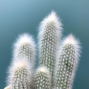 Espostoa lanata (Pot size 13cm) Cottonball cactus - image 2