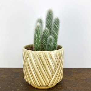 Espostoa lanata (Pot size 13cm) Cottonball cactus - image 1