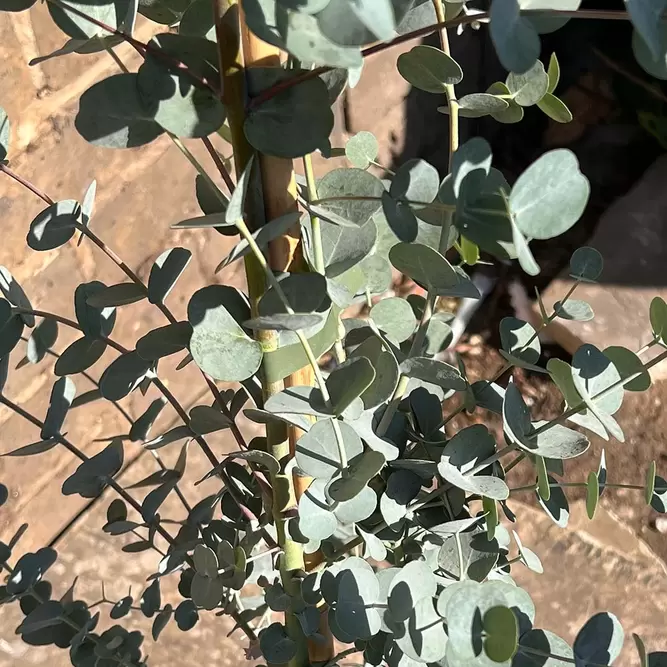 Eucalyptus gunnii Azura 'Cagire' (Pot Size 3L) - image 1