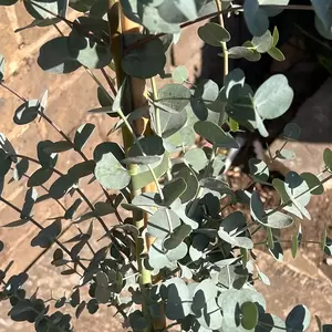 Eucalyptus gunnii Azura 'Cagire' (Pot Size 3L) - image 3