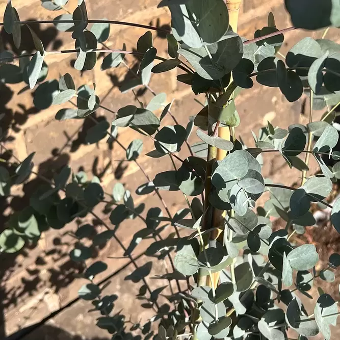 Eucalyptus gunnii Azura 'Cagire' (Pot Size 3L) - image 2