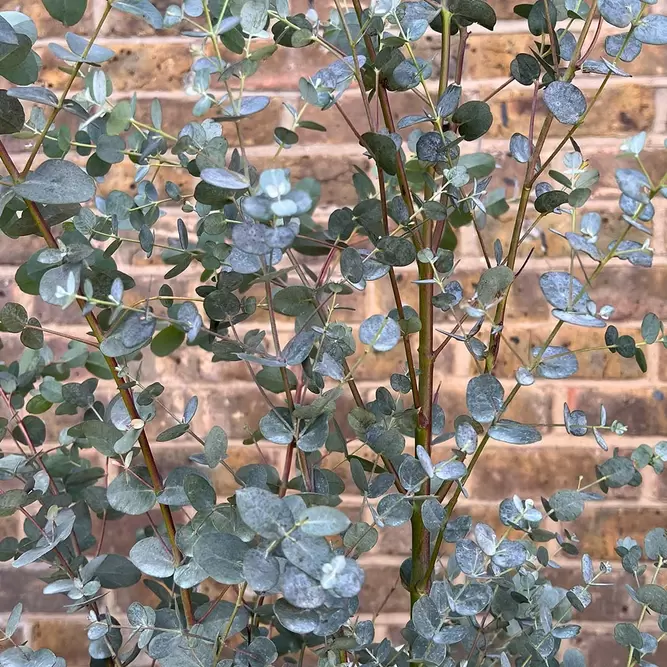 Eucalyptus gunnii (Pot Size 5L) - Cider Gum - image 1