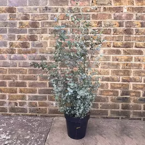 Eucalyptus gunnii (Pot Size 5L) - Cider Gum - image 2