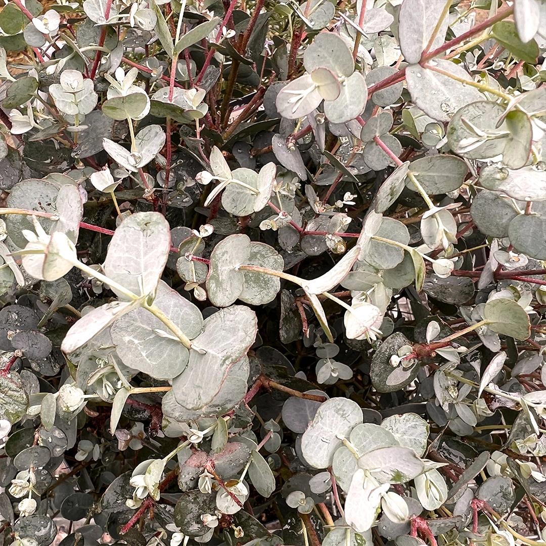 Eucalyptus gunnii 'France Bleu' (Pot Size 19cm) Cider Gum Tree from Boma Garden Centre