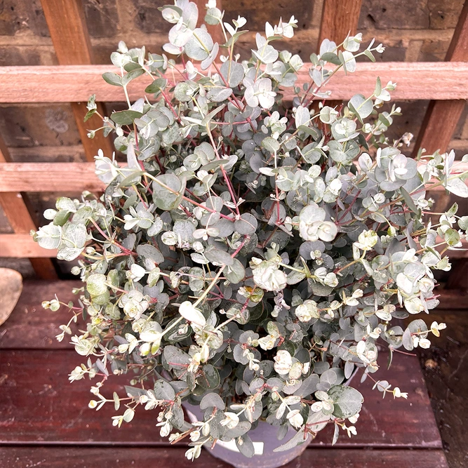 Eucalyptus gunnii 'France Bleu' (Pot Size 19cm) Cider Gum Tree - image 3