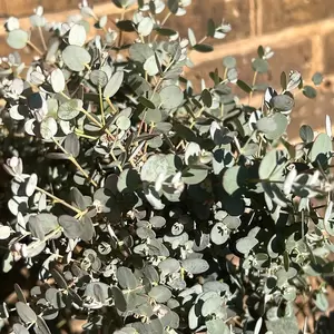 Eucalyptus gunnii (Pot Size 30cm) - image 1