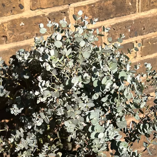 Eucalyptus gunnii (Pot Size 30cm) - image 2