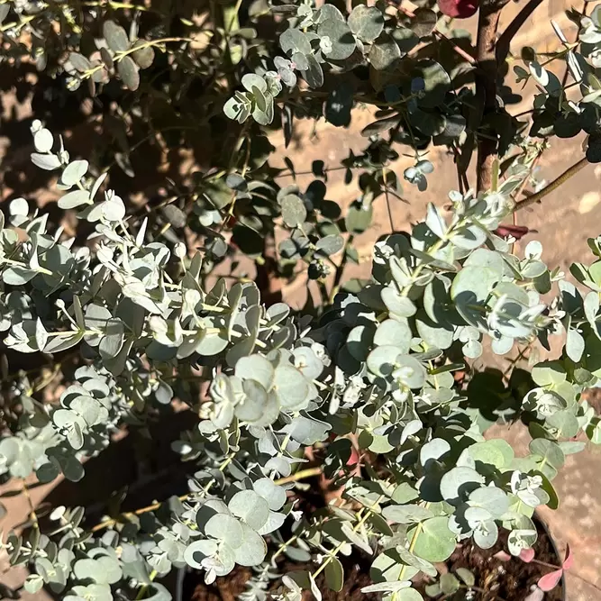 Eucalyptus gunnii (Pot Size 30cm) - image 3