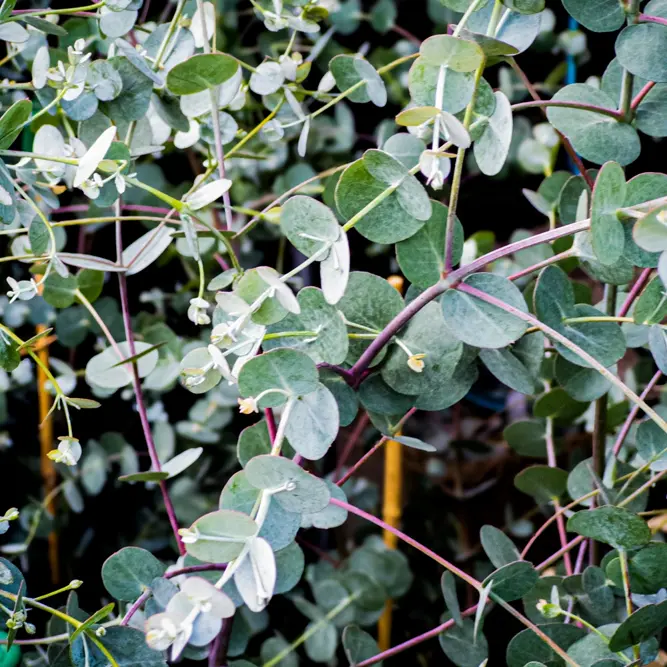 Eucalyptus gunnii 'Silverana' (Pot Size 10L) Silver Cider Gum - image 1