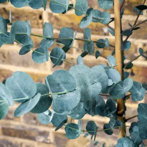 Eucalyptus gunnii 'Silverana' (Pot Size 10L) Silver Cider Gum - image 2