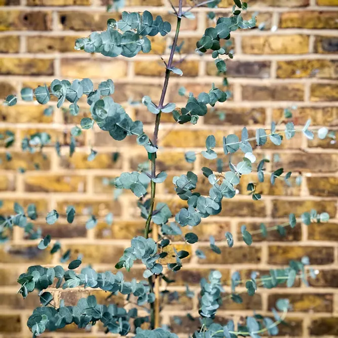 Eucalyptus gunnii 'Silverana' (Pot Size 10L) Silver Cider Gum - image 3