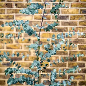 Eucalyptus gunnii 'Silverana' (Pot Size 10L) Silver Cider Gum - image 3