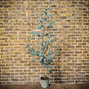 Eucalyptus gunnii 'Silverana' (Pot Size 10L) Silver Cider Gum - image 4