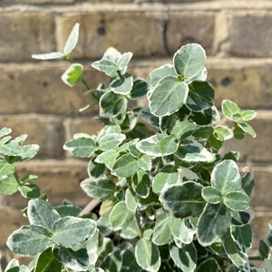 Euonymus fortunei 'Emerald Gaiety' (Pot Size 11cm) - Spindle - image 1