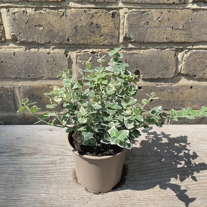Euonymus fortunei 'Emerald Gaiety' (Pot Size 11cm) - Spindle - image 2