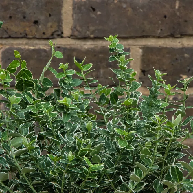 Euonymus fortunei 'Emerald Gaiety' (Pot Size 11cm) - Spindle - image 4