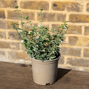 Euonymus fortunei 'Emerald Gaiety' (Pot Size 11cm) - Spindle - image 2