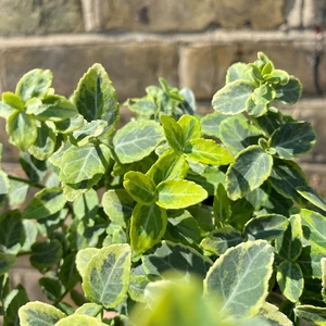 Euonymus fortunei 'Emerald n Gold' - Fortune's Spindle