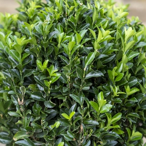 Euonymus 'Green Spire' Ball (Pot Size 7.5L) - image 2
