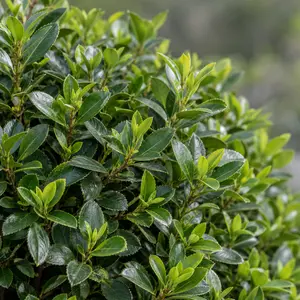 Euonymus 'Green Spire' Ball