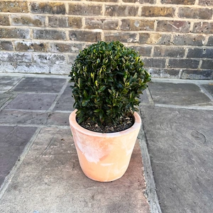 Euonymus 'Green Spire' Ball (2L) - image 1
