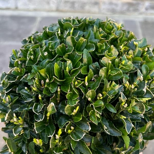 Euonymus 'Green Spire' Ball (2L) - image 2