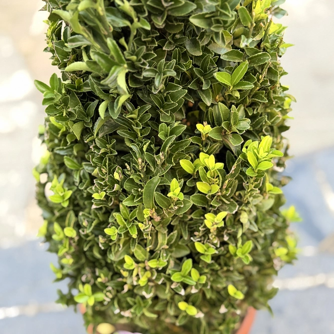 Euonymus japonicus 'Green Spider Cone' (Pot Size 10L) Japanese Spindle - image 2