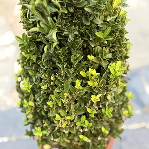 Euonymus japonicus 'Green Spider Cone' (Pot Size 10L) Japanese Spindle - image 2