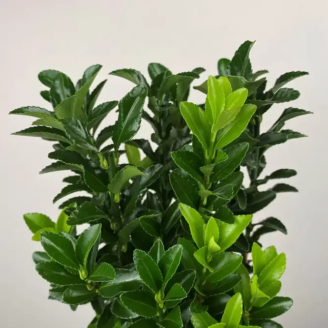 Euonymus japonicus 'Green Spire' (Pot Size 9cm) Spindle Tree (alt) - image 1