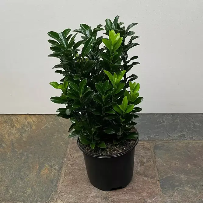 Euonymus japonicus 'Green Spire' (Pot Size 9cm) Spindle Tree (alt) - image 2