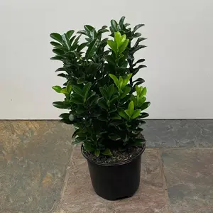 Euonymus japonicus 'Green Spire' (Pot Size 9cm) Spindle Tree (alt) - image 2