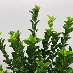 Euonymus japonicus 'Green Spire' (Pot Size 9cm) Spindle Tree (alt) - image 3