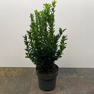 Euonymus japonicus 'Green Spire' (Pot Size 9cm) Spindle Tree (alt) - image 4
