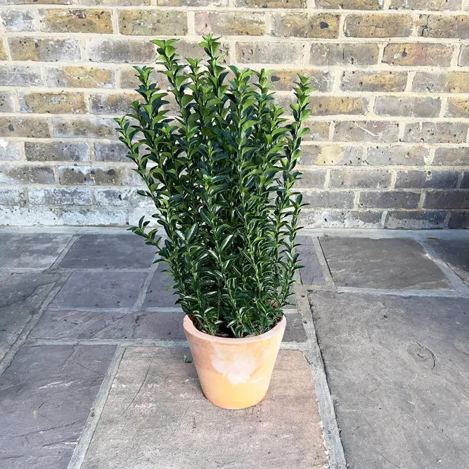 Euonymus japonicus 'Green Spire' (Pot Size 9cm) Spindle Tree (alt) - image 6