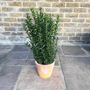 Euonymus japonicus 'Green Spire' (Pot Size 9cm) Spindle Tree (alt) - image 6