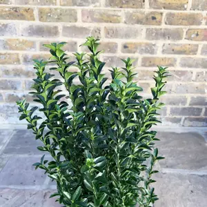 Euonymus japonicus 'Green Spire' (Pot Size 9cm) Spindle Tree (alt) - image 7