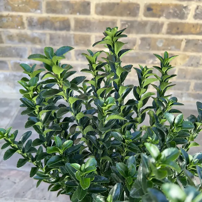 Euonymus japonicus 'Green Spire' (Pot Size 9cm) Spindle Tree (alt) - image 8