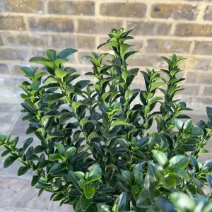 Euonymus japonicus 'Green Spire' (Pot Size 9cm) Spindle Tree (alt) - image 8