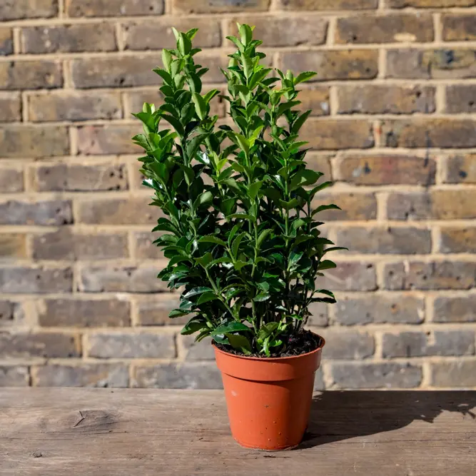 Euonymus japonicus 'Green Spire' (Pot Size 9cm) Spindle Tree (alt) - image 9