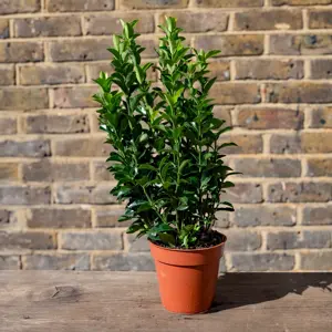 Euonymus japonicus 'Green Spire' (Pot Size 9cm) Spindle Tree (alt) - image 9