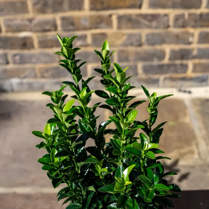 Euonymus japonicus 'Green Spire' (Pot Size 9cm) Spindle Tree (alt) - image 10