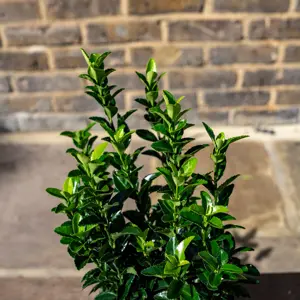 Euonymus japonicus 'Green Spire' (Pot Size 9cm) Spindle Tree (alt) - image 10