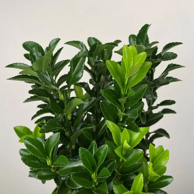 Euonymus japonicus 'Green Spire' (Pot Size 13cm) - Spindle Tree - image 2
